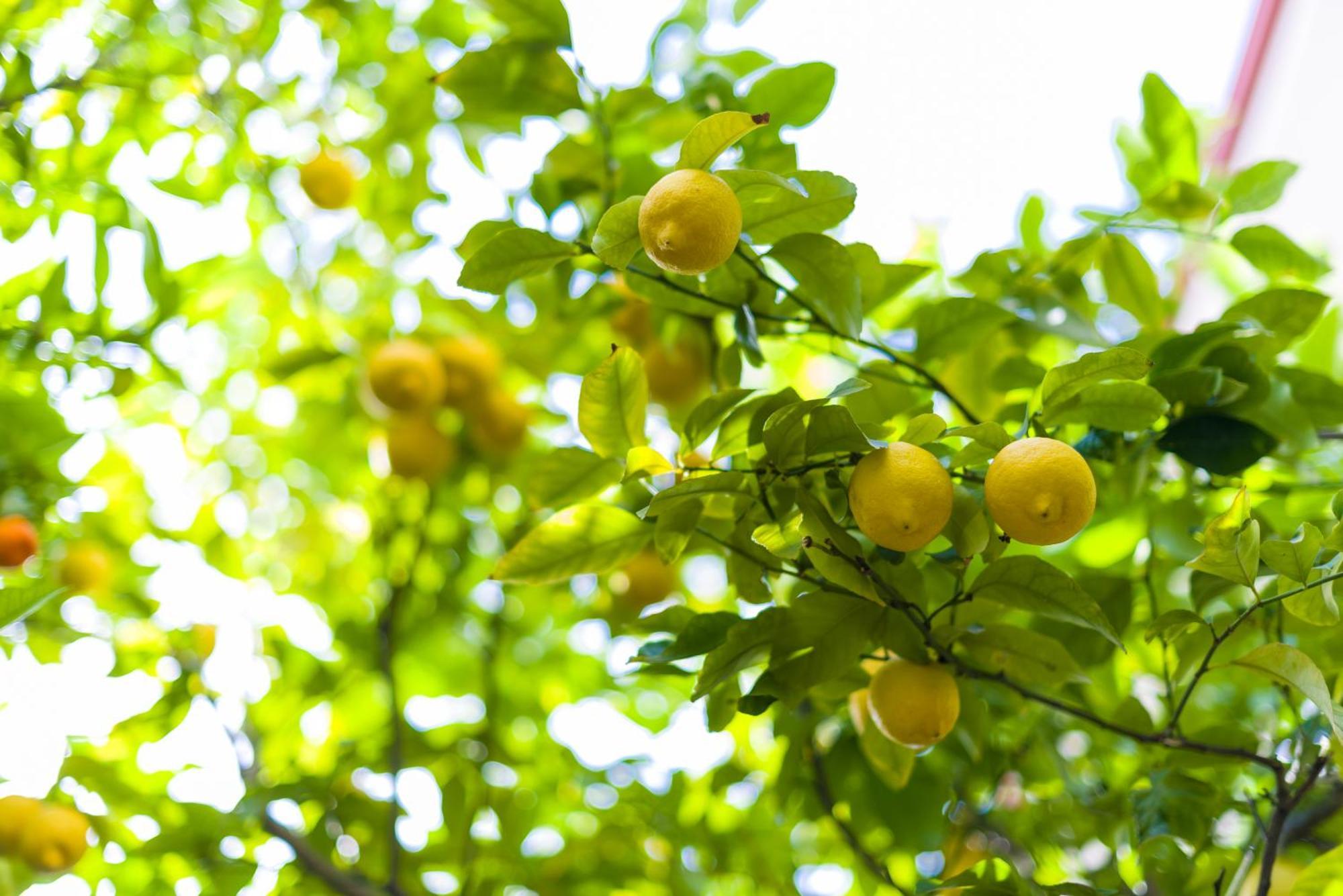 Oasis Home 托隆 外观 照片